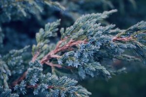 The Pursuit of Lasting Vigor