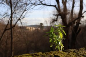Vigor Through Adversity